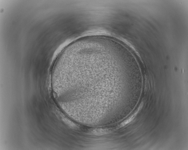 X0000078861366200611271401