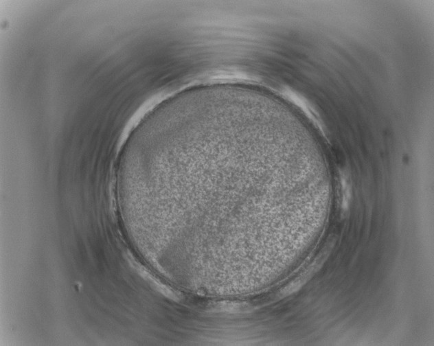 X0000078861374200611271401