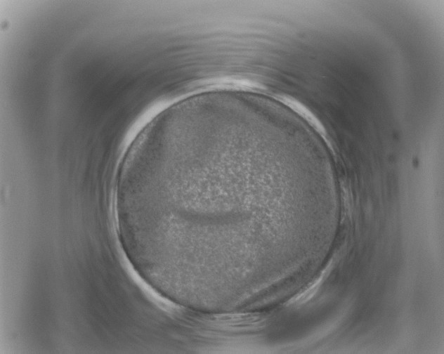 X0000078861391200611271401