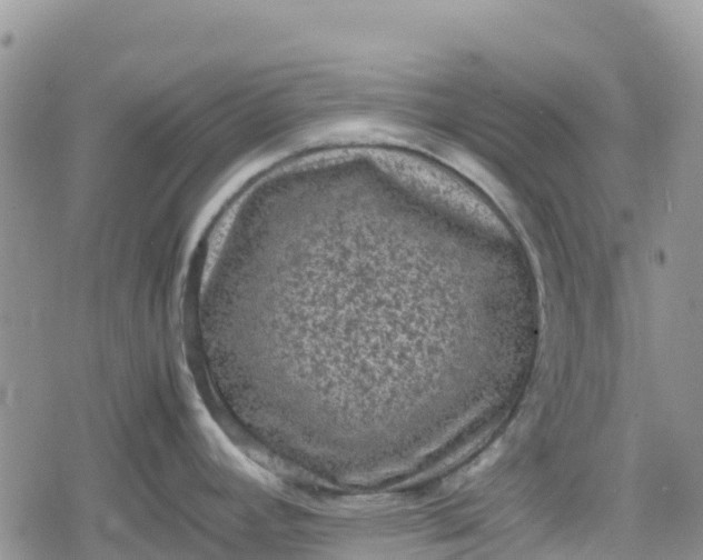 X0000078861392200611271401