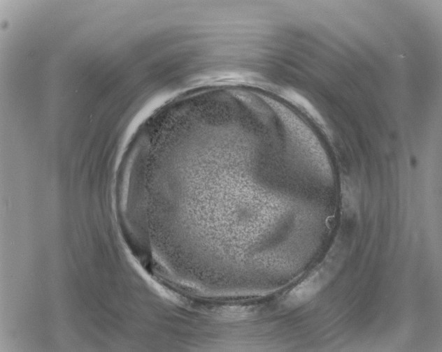 X0000078861424200611271400