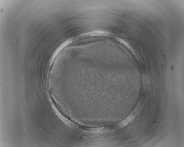 X0000078861426200611271400