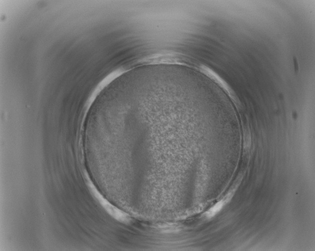 X0000078861434200611271401