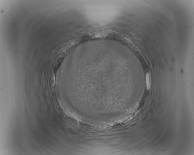 X0000078861443200611271400