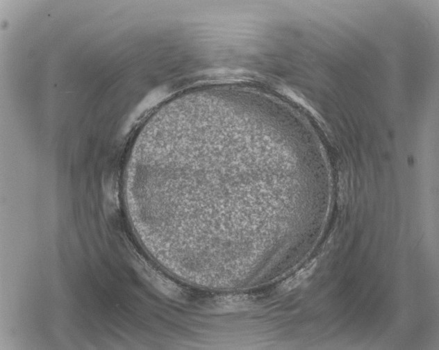 X0000078861451200611271400