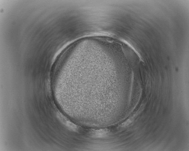 X0000078861460200611271400