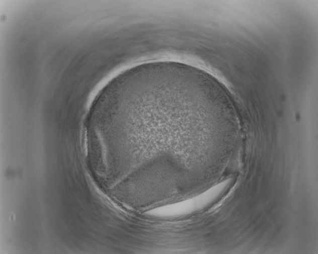 X0000078861510200611271359