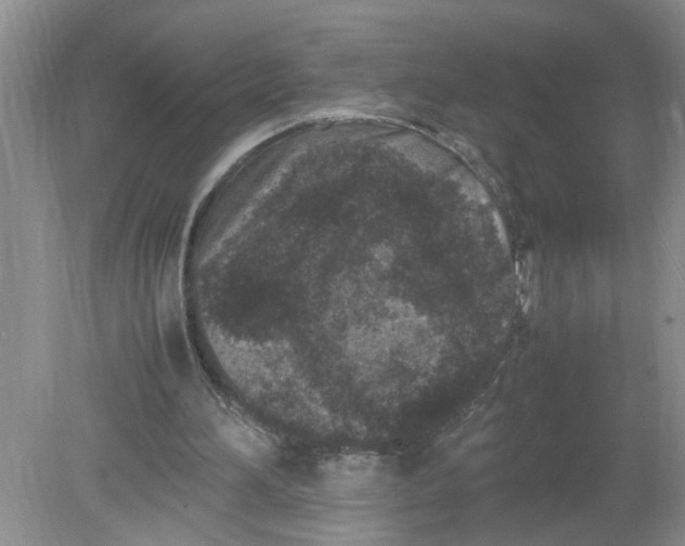 X0000078860196200612041941