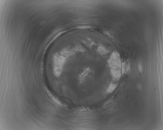 X0000078860243200612041939