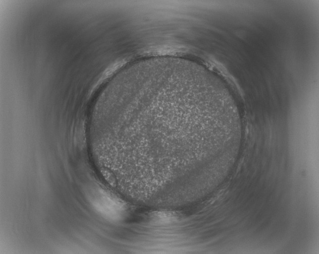 X0000078860250200612041939