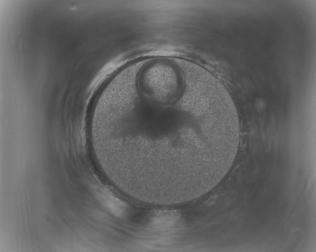 X0000078860296200612041939