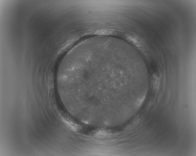 X0000078860303200612041939