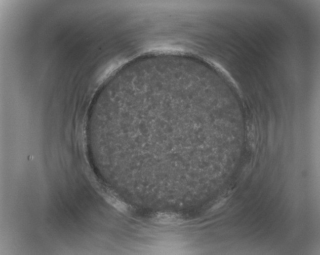 X0000078860487200612041936