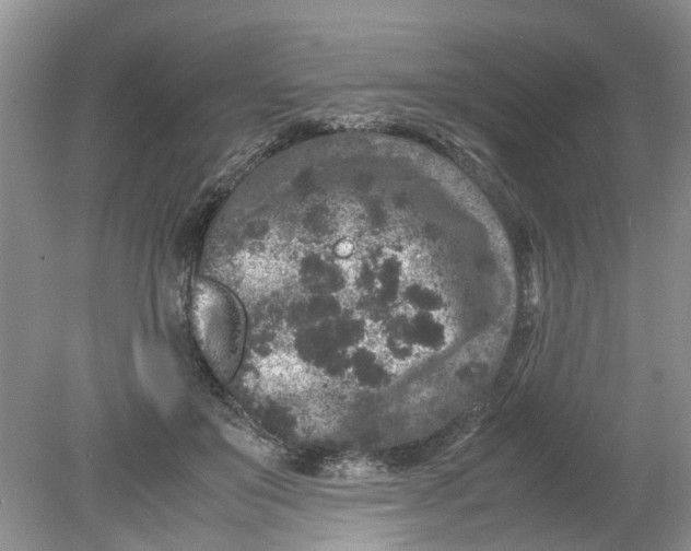 X0000078860503200612041936