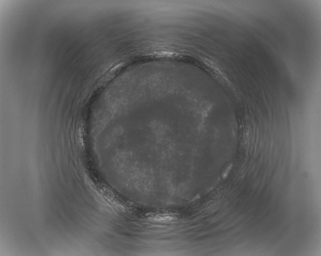 X0000078860643200612041933