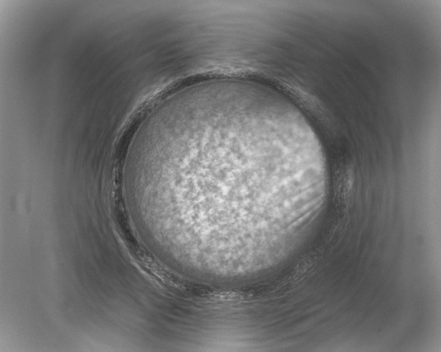 X0000078860736200612041931