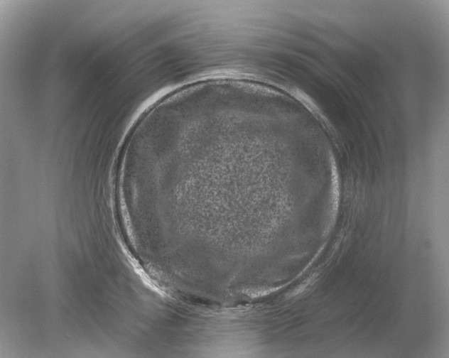 X0000078860854200612041930