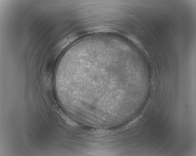 X0000078860873200612041929