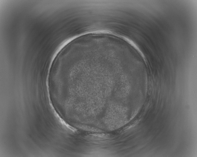 X0000078860959200612041929