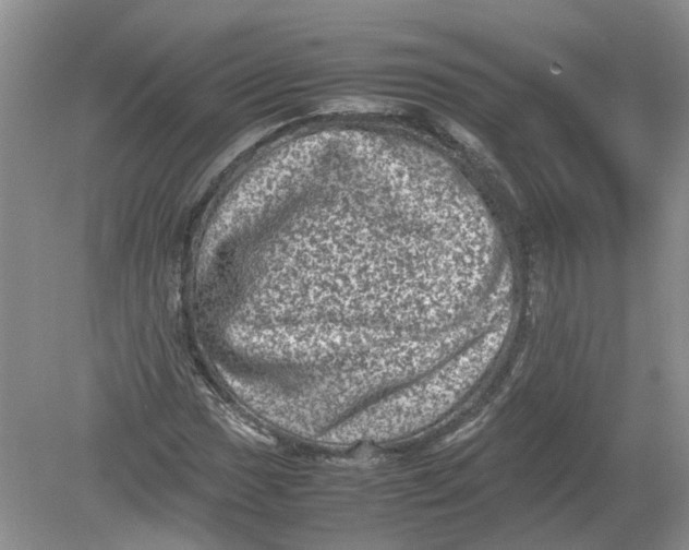 X0000078861017200612041926