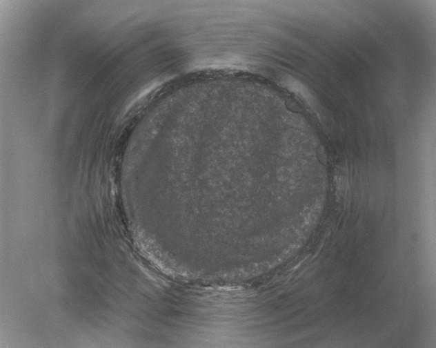 X0000078861064200612041926