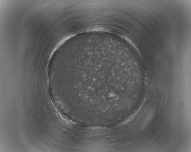 X0000078861117200612041925