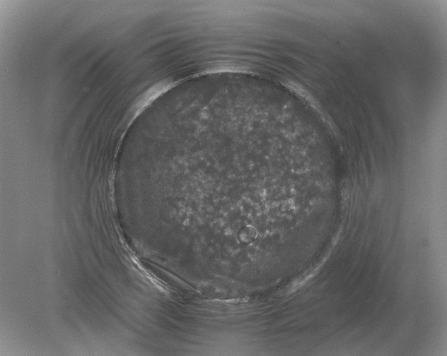 X0000078861121200612041925