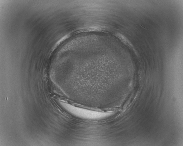 X0000078861210200612041923