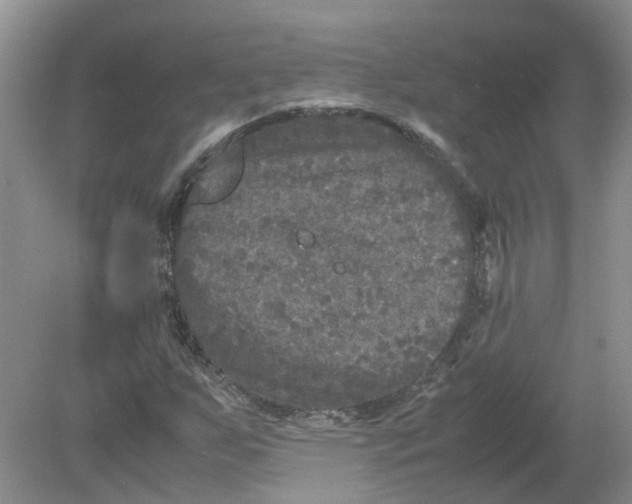 X0000078861255200612041923