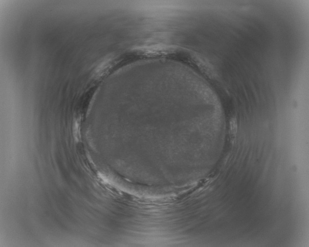 X0000078861300200612041921