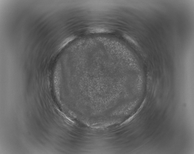 X0000078861305200612041921