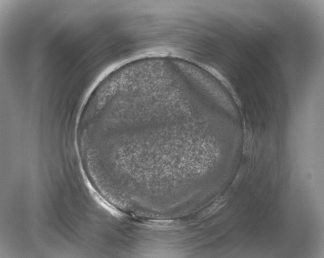 X0000078861342200612041922