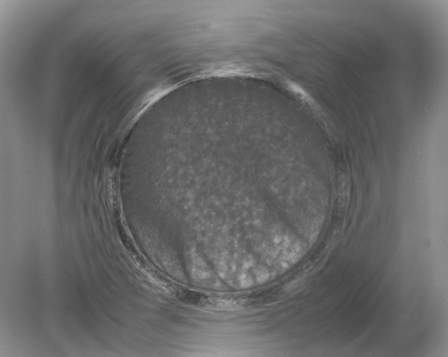 X0000078861361200612041921