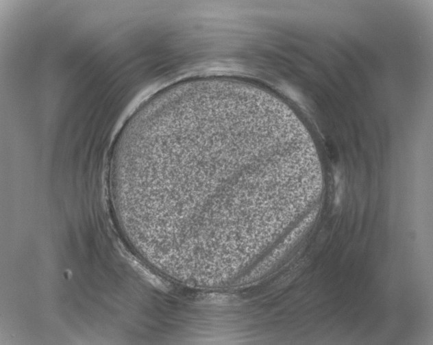 X0000078861374200612041921