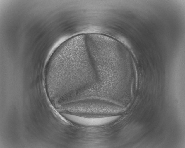 X0000078861480200612041919