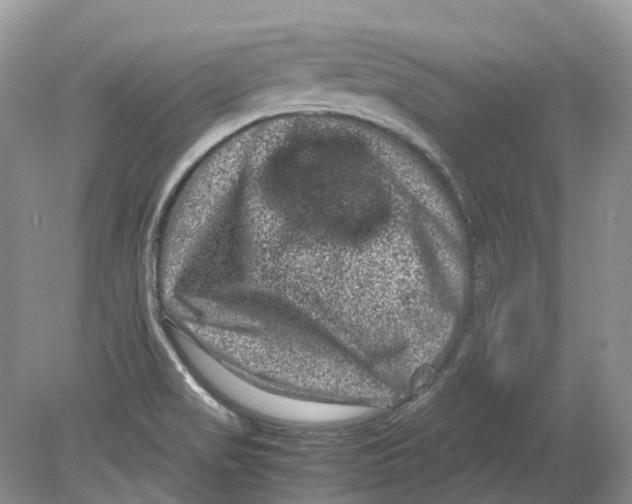 X0000078861517200612041919