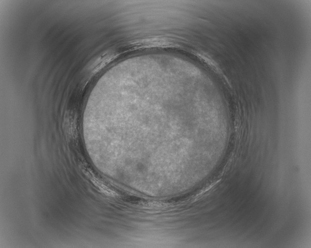 X0000078860873200612111645