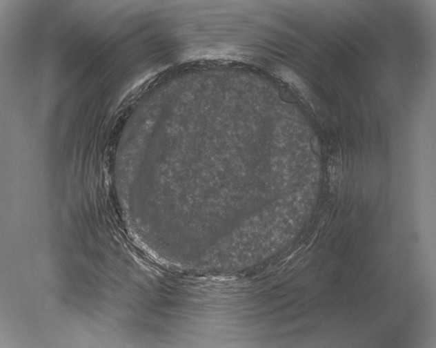 X0000078861064200612111642