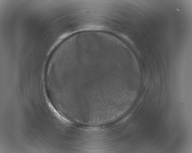 X0000078861422200612111636