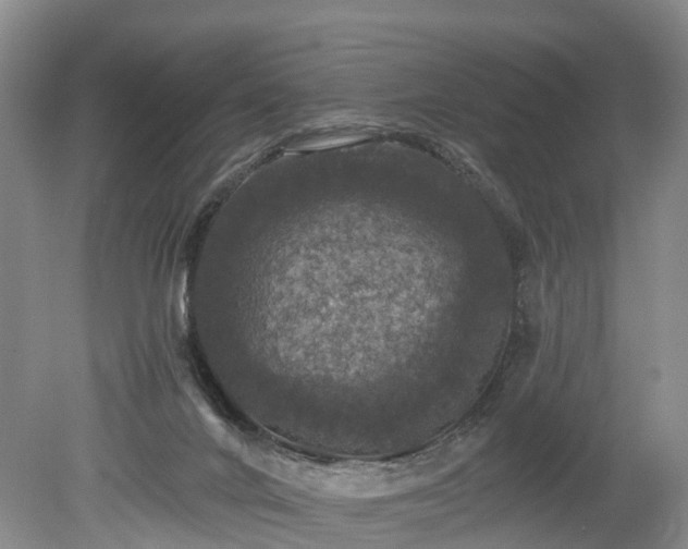 X0000078870024200611201351