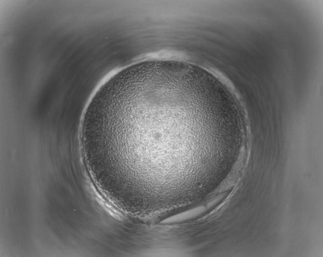 X0000078871248200611201331