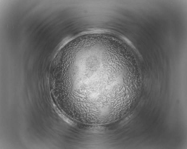 X0000078871417200611201327