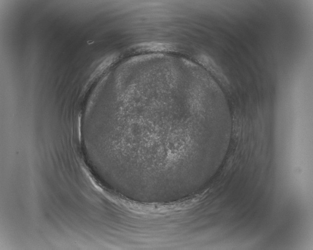 X0000078870014200611271313