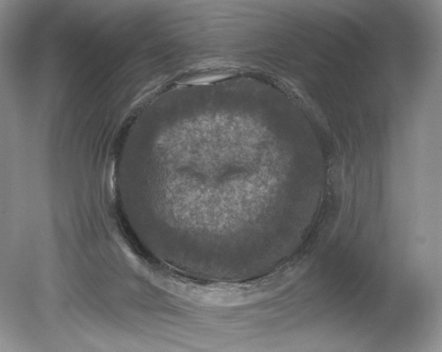 X0000078870024200611271312