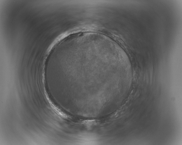 X0000078870054200611271311