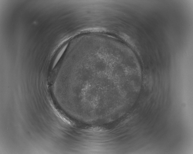 X0000078870063200611271311