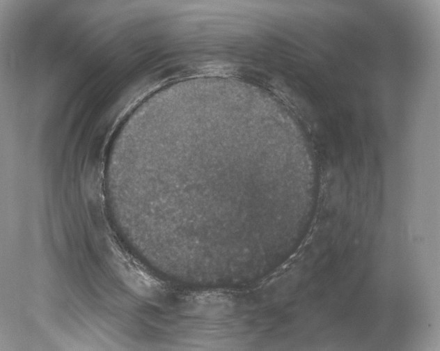 X0000078870146200611271310