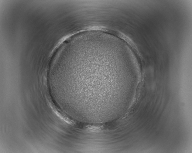 X0000078870155200611271310