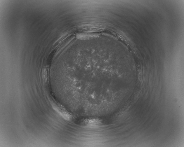 X0000078870165200611271310