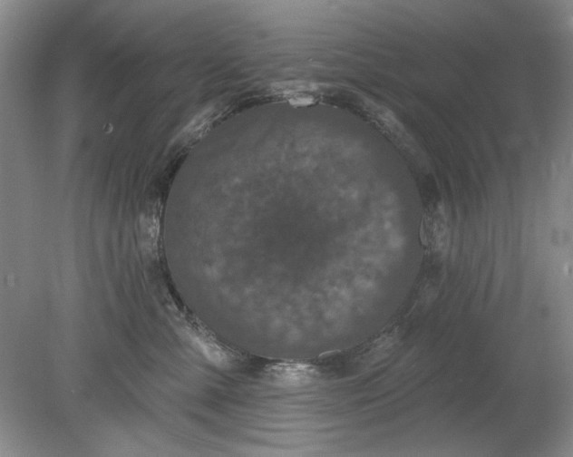 X0000078870427200611271306